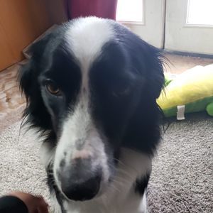 Meet your Posher, Darius